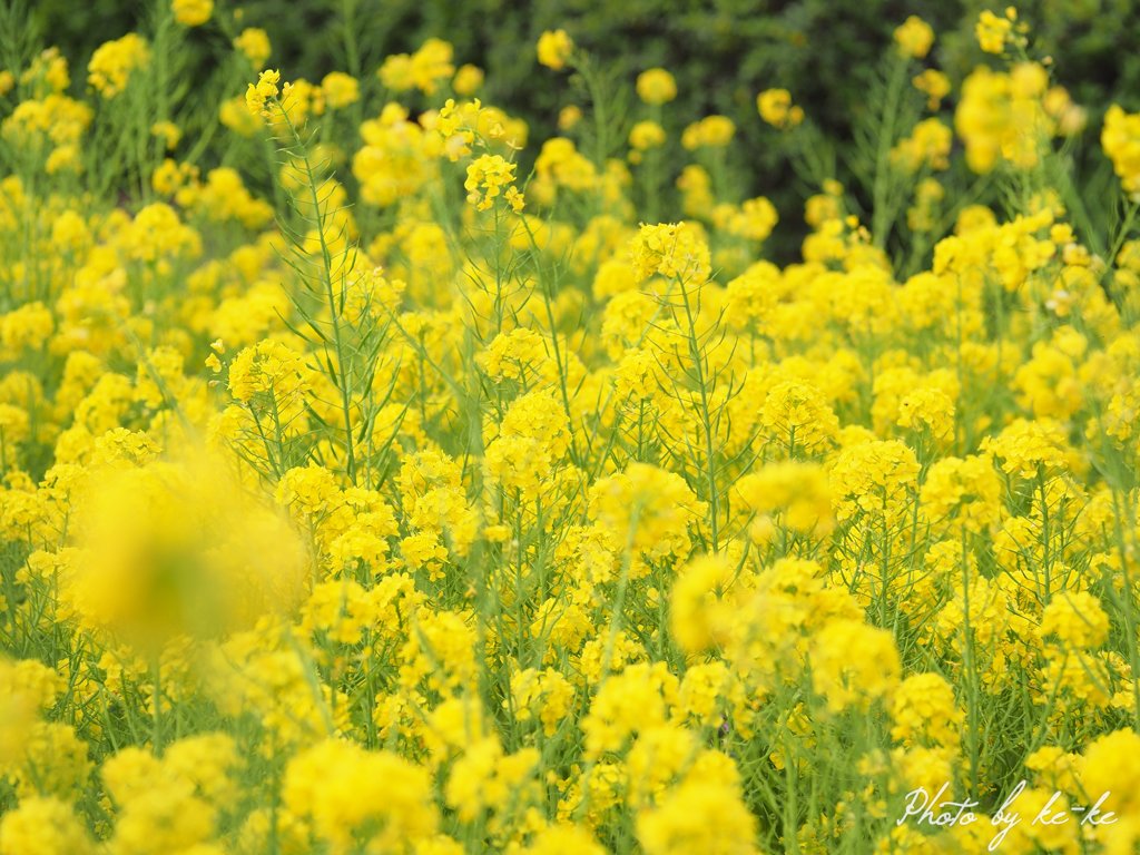 菜の花