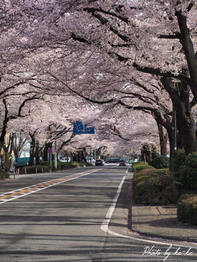 桜並木