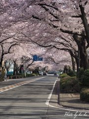桜並木