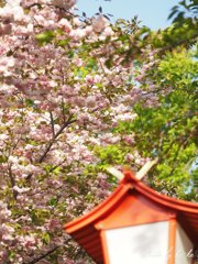 近所の神社の八重桜 その2