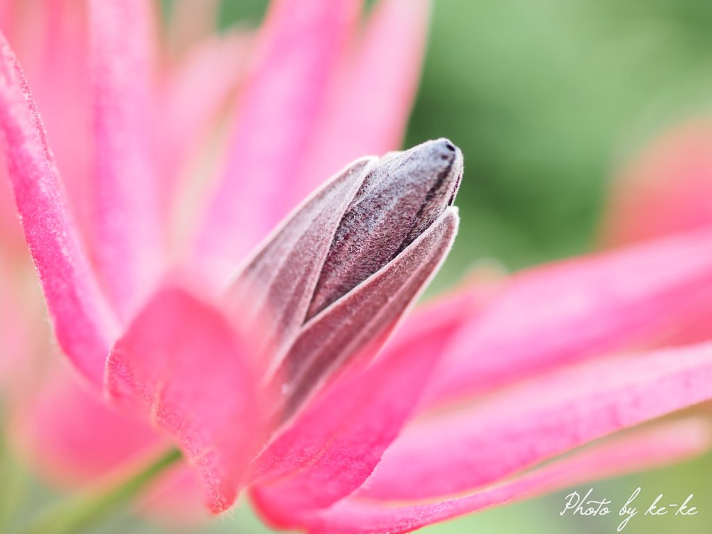 P4091702