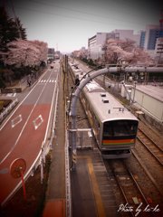 八高線と桜