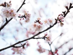 桜咲いてた！