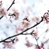 桜咲いてた！