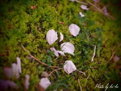 苔の上へ