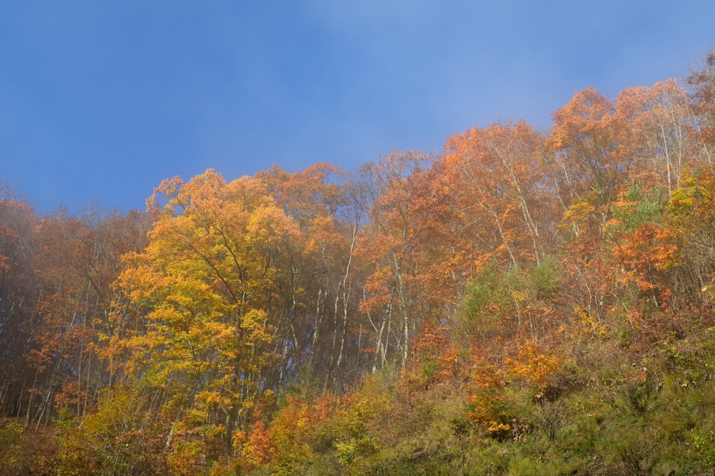 朝霧と紅葉