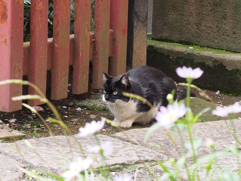 獲物狙う(ΦωΦ)