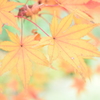 二枚