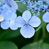 紫陽花　青
