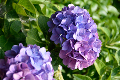 紫陽花　青紫