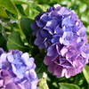 紫陽花　青紫