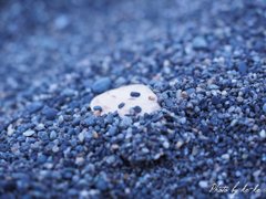 砂に埋まる貝殻