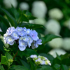 紫陽花