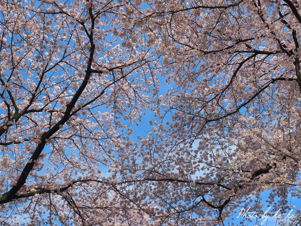 青空と桜
