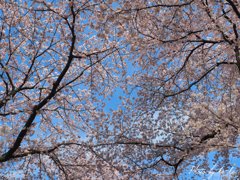 青空と桜