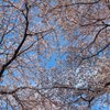 青空と桜