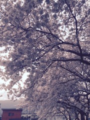 満開の桜