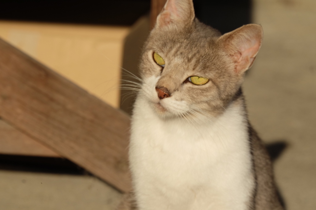 猫