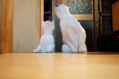 ちゅーる大好き