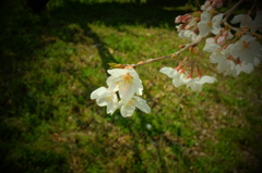 高知