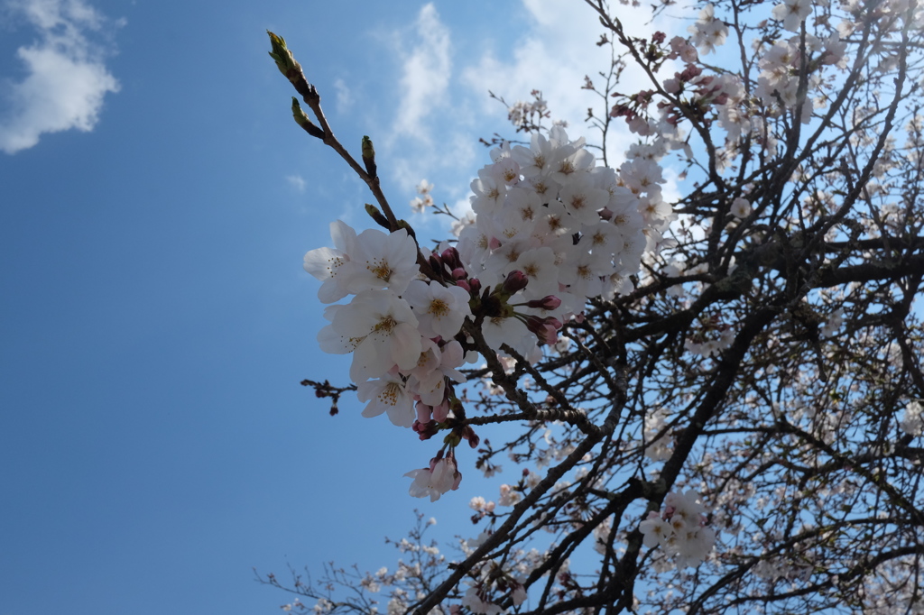 高知