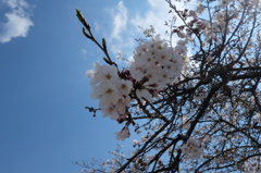高知