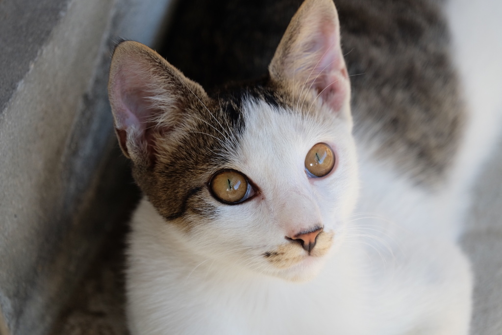 猫