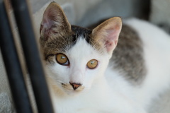 猫