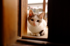 覗く子猫