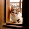 覗く子猫