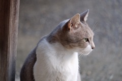 ねこ