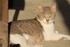猫
