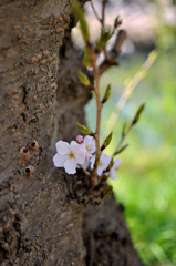 桜、いち。