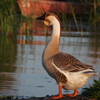 水辺の野鳥