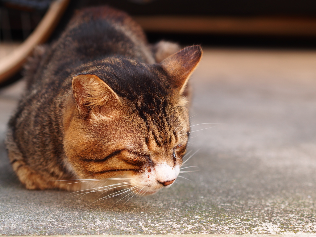 近所の猫