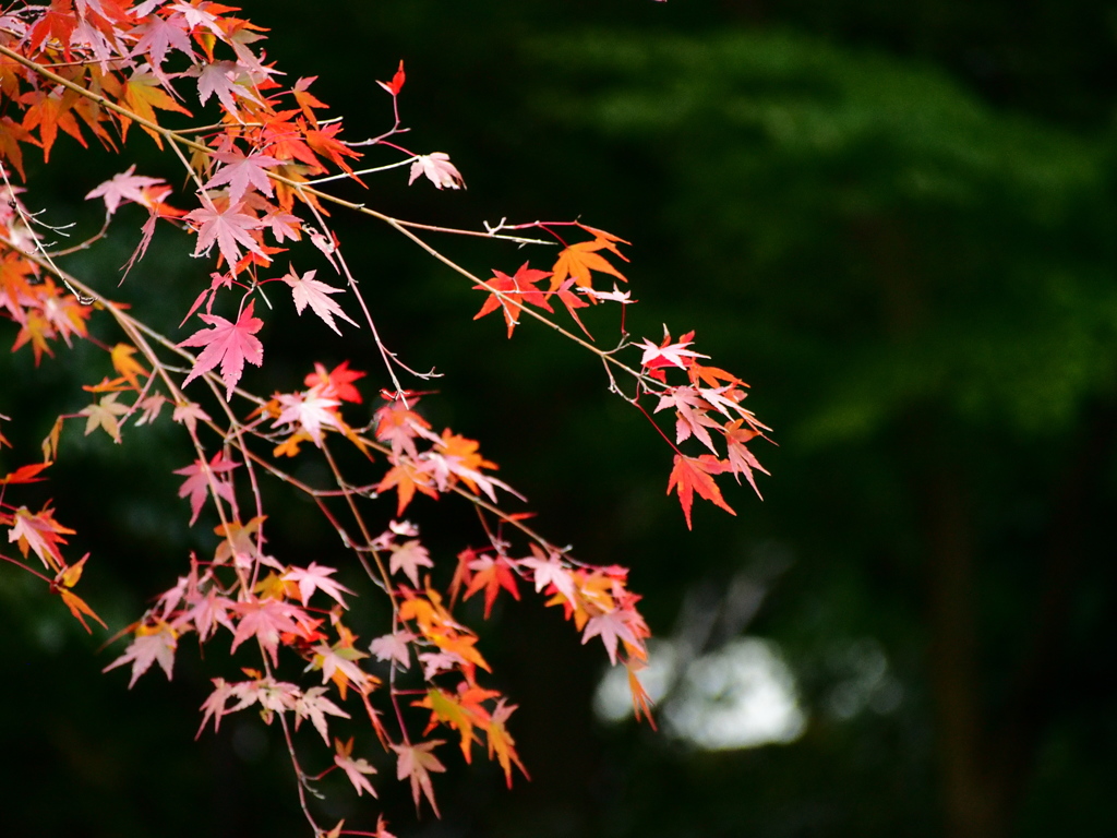 紅の誘い