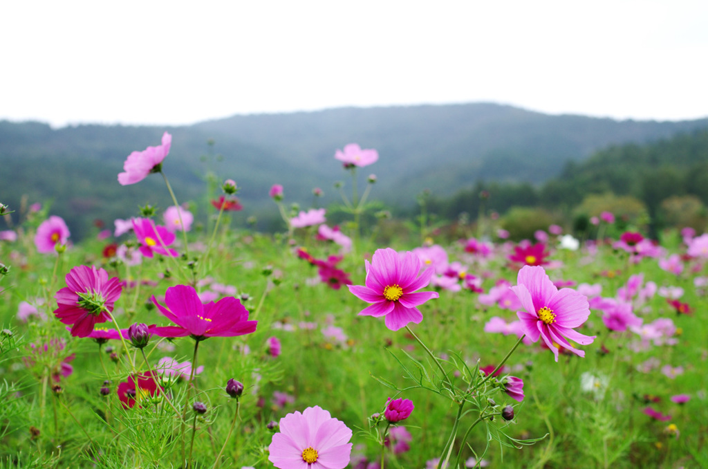 山中湖花の都公園141004