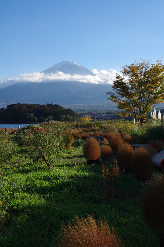 141103　河口湖大石公園#2