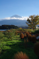 141103　河口湖大石公園#2