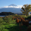 141103　河口湖大石公園#2