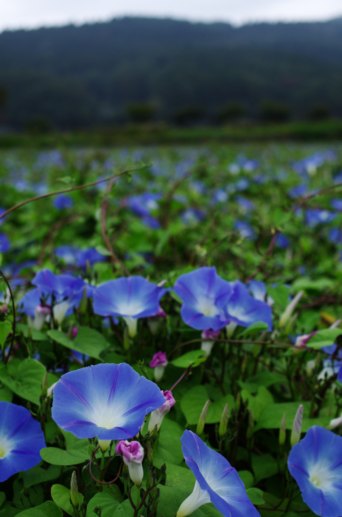 山中湖花の都公園141004