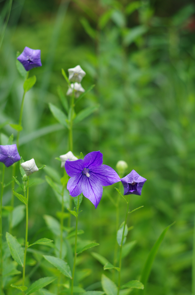 箱根湿生花園140715