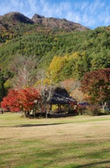 141103　西湖野鳥の森公園#2