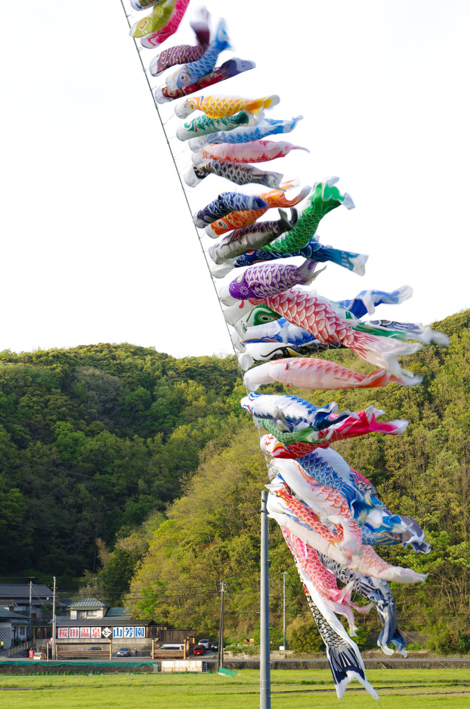 空高く、泳げ！