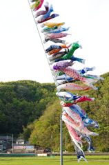 空高く、泳げ！