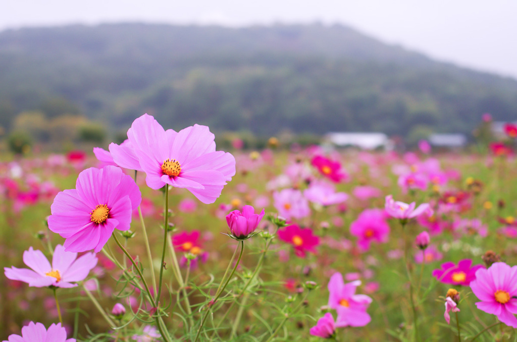 山中湖花の都公園141004