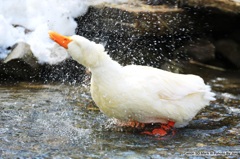水しぶき