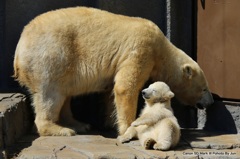 シロクマ親子の日向ぼっこ