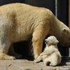 シロクマ親子の日向ぼっこ