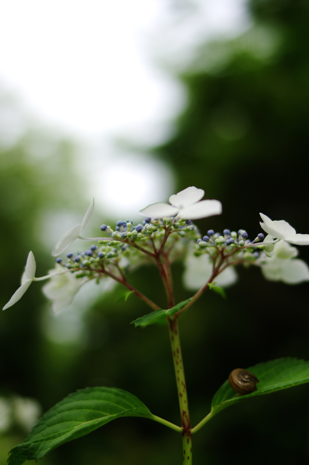 紫陽花とカタツムリ　１